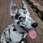 Profile Picture of Kathleen Trinh (@cookie_pomsky17) on Instagram