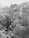 Profile Picture of Telowie Gorge Conservation Parkon Wikipedia