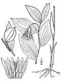 Profile Picture of Uvularia puberulaon Wikipedia