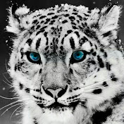 Profile Picture of Mohamud Haji (@mohamudhaji1674) on Youtube