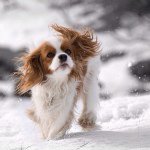 Profile Picture of Cavalier King Charles🐶 (@cavalierkingcharles) on Instagram