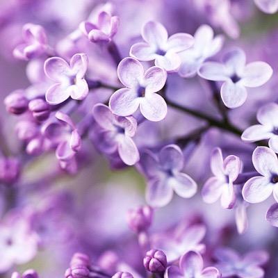 Profile Picture of Jasmit Kaur (@Jasmit66) on Twitter
