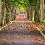 Profile Picture of Alex Leroux (@pineapple_hat_1989) on Instagram