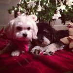 Bailey,Crystal,and Mia - Instagram Profile Picture of Bailey,Crystal,and Mia (@baileyandcrystal) on Instagram