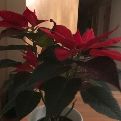 Profile Picture of Ray Harland (@RayHarland2) on Twitter