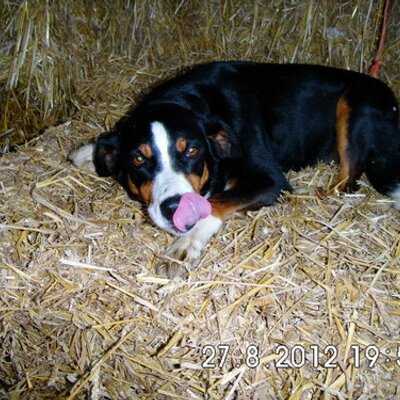 Profile Picture of Hanna W****mann (@donnerlili) on Twitter
