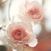 Profile Picture of Catherine Tao (@CatherineTao1) on Twitter