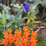 Profile Picture of Matthew Brown (@brimblegardens) on Instagram