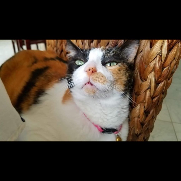 Profile Picture of Elzbieta Lazarczyk (@dorotalaz) on Poshmark