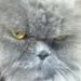 Profile Picture of Jason Ripp (@jasonr0233) on Pinterest