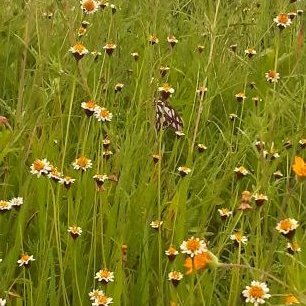 Profile Picture of Arlette Alvarez (@ArletteeeVa) on Twitter