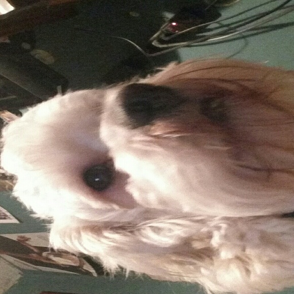 Profile Picture of Marcelo Castro (@mc142) on Poshmark