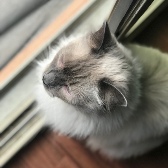 Profile Picture of Tony Longtin (@anthonyy1717) on Poshmark