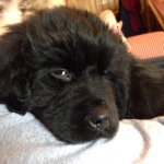 Profile Picture of Addie Richards (@meeko_the_newf) on Instagram