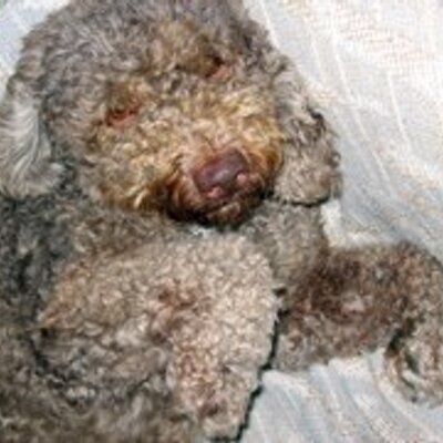 Joey Cardoza - Twitter Profile Picture of Joey Cardoza (@305farly) on Twitter