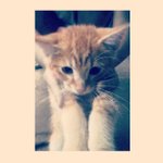 Profile Picture of Richard Shellenbarger (@proudnekohi) on Instagram