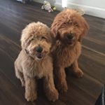 Profile Picture of Shelly Harwell (@s.harwell) on Instagram