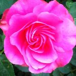 Profile Picture of Alice Sherman (@alice.sherman.583) on Instagram