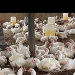 Profile Picture of Joseph Derrick (@Joseph-Derrick) on Facebook