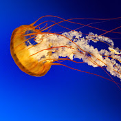 Profile Picture of Jessica Becerril (@jessicabecerril6169) on Youtube