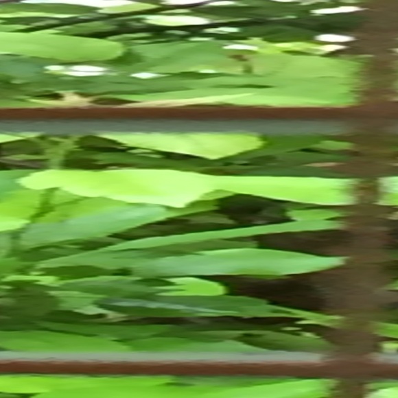 Profile Picture of Sharon Gurry (@shonnie1950) on Poshmark