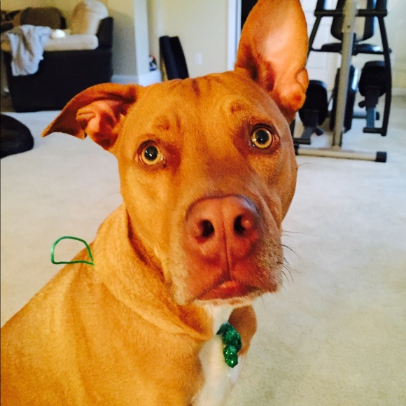 Profile Picture of Leila Moore (@lilac303) on Poshmark