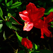 Profile Picture of Robert Maxie (@robertmaxie8051) on Youtube