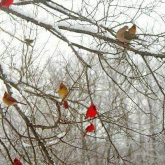 Profile Picture of Sherry Merrix (@sherrymerrix) on Poshmark