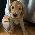 Profile Picture of Stanley Michael (@stanley_michael_goldendoodle) on Instagram