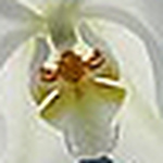 Profile Picture of Zinnie and Paul (@Zinnie Tan and Paul Tsang) on Flickr