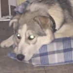 Profile Picture of Zachary Anderson (@beamerboyzach) on Instagram