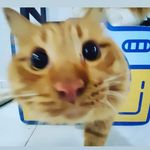 Profile Picture of Bryan Freeman (@freeeemann) on Instagram