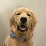 Murphy - Instagram Profile Picture of Murphy (@the.goldenboy.murph) on Instagram