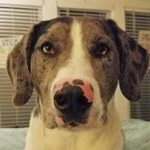 Profile Picture of Stevie Ray Dog (@stevie_ray_dog) on Instagram
