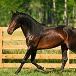 Profile Picture of Joseph Caballo (@joseph.caballo) on Instagram