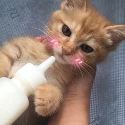 Profile Picture of 我叫黄豆芽 (@Viola_Sean) on Twitter