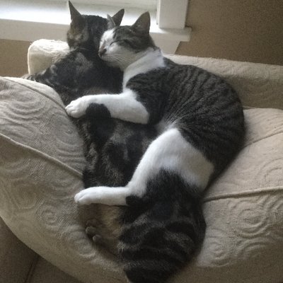 Profile Picture of Frank And Joe (@TheHardyBoyCats) on Twitter