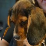 Profile Picture of Joe DeAngelo (@dimagio17) on Instagram