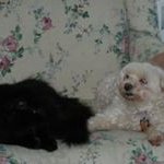 Profile Picture of Cindy Spitzler Keefe (@cindyspitzlerkeefe) on Instagram
