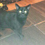 Profile Picture of 〰✴Moses Hogan Walker✴〰 (@moses_w9) on Instagram