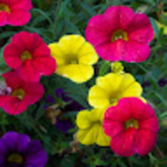 Profile Picture of Joyce Falsetti (@joy109) on Poshmark