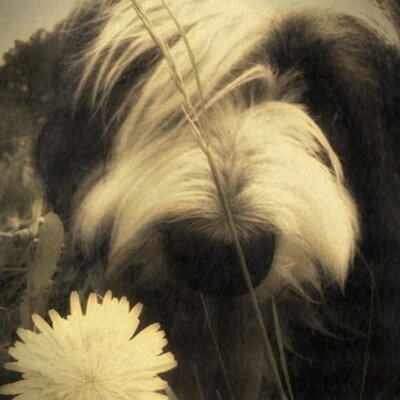 Profile Picture of Robert Franko (@lostpukcode) on Twitter