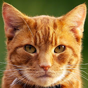 Profile Picture of Andrew Swart (@andrewswart1573) on Youtube