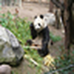 Profile Picture of Miyako Hong (@miyako_hong) on Flickr