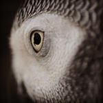 Profile Picture of Jonathan Lokpatchu (@joelokpatchu) on Instagram