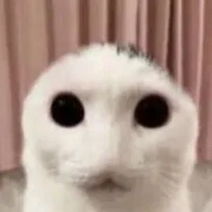 Profile Picture of BJ78830 el rey de los gatos (@jameswillemsen4) on Tiktok