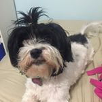 Profile Picture of Laken Helfeldt (@crazy_lulu_puppy) on Instagram