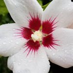 Profile Picture of Michelle McCall (@june_bug_70) on Instagram