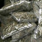 Profile Picture of leonard gunny (@leonard.gunn) on Instagram