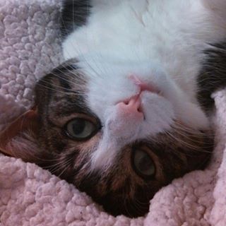Profile Picture of Kipper Meister (@kipper.meister) on Facebook